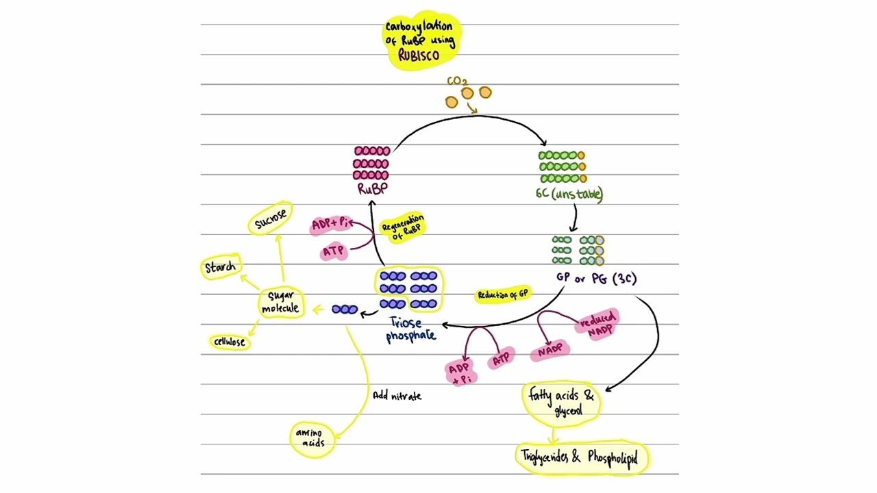 13-5 Light Independent Reaction (Calvin Cycle) | Cambridge A-Level Biology 9700