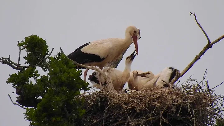 Stork babies after being ringed