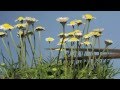 Daisies growing in lawn then being cut and regrowth time lapse