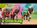 ช้างเขียวชมพู❗️อึงน่ารักมีเเต่คนกลัว😤elephant