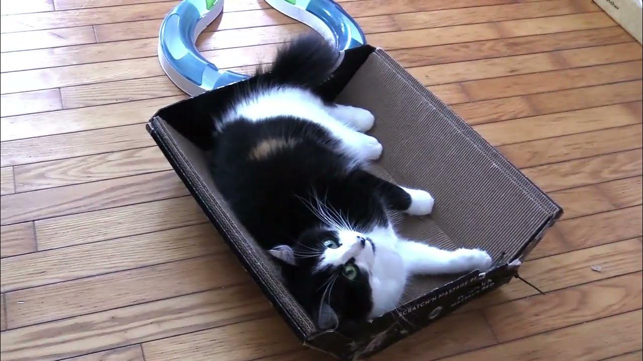 smart-as-a-whip-and-cute-as-a-button-cats-kitty-catlover-youtube