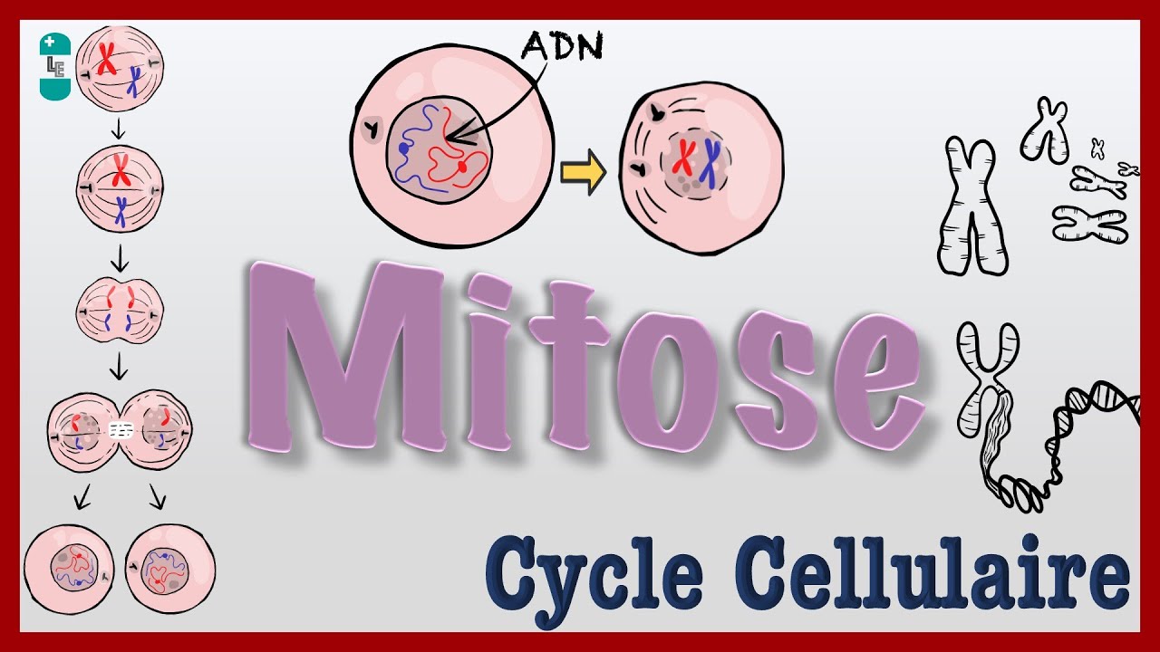 Mitose - Explication simple, Division CELLULAIRE, chromosomes, cycle cellulaire
