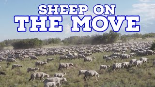 10 Amazing Facts You Didn’t Know About Sheep