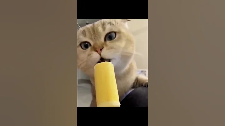 Watch the video about 😻🐈😺 laugh with funny cats #shorts