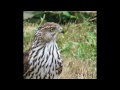 Sharp-shinned or Cooper's hawk hunting for birds