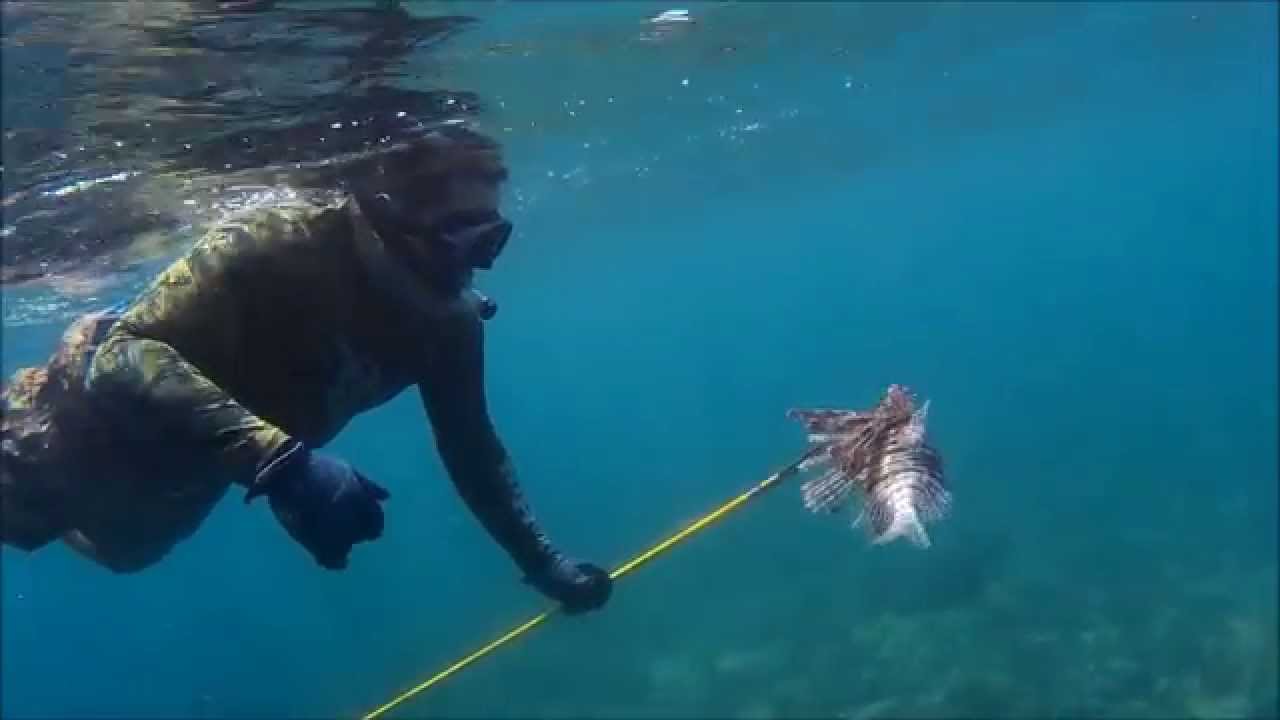 Spearfishing Puerto Rico YouTube