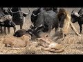 Wild Animal Fights 2019 -Lion vs Animals Buffalo vs Elephant, Leopard vs Impala, Warthog...