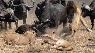 Wild Animal Fights 2019 -Lion vs Animals Buffalo vs Elephant, Leopard vs Impala, Warthog...