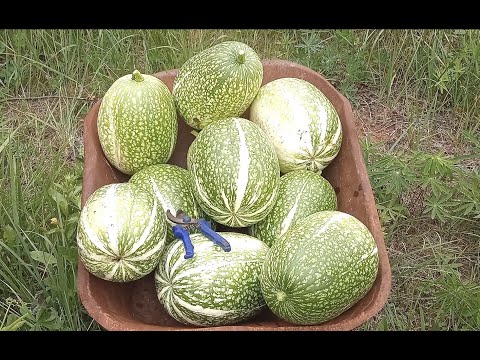 Долгохранящаяся Фиголистная тыква/ ТЫКВА для прививок ДЫНИ огурца!
