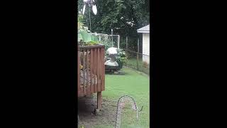squirrel cant get a free meal
Unlucky squirrel cannot figure out how to get at the food. Finally gives up. Two minutes later he broke the feeder
Music: bensound.com squirrel cant get a free meal