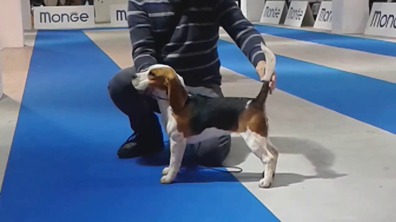 Allevamento Beagle Isola Ios Pasquale La Marca Cani Cuccioli