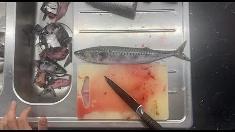 Fast and simple North Atlantic Mackerel Gutting