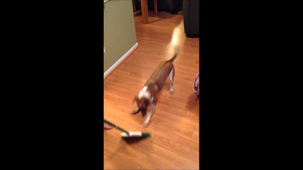Dog vs broom