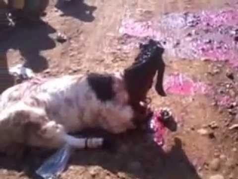 Ajaib banget kambing disembelih masih hidup - YouTube