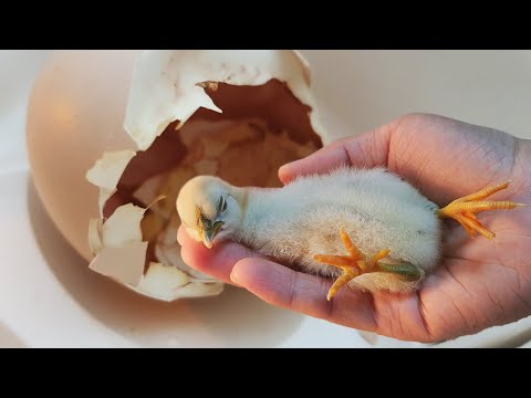 병아리 키우기 / 아기 병아리의 엄마가 되는 과정 (The Process Of Becoming a Mother Of Baby Chicks)
