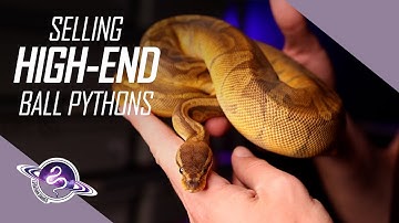Selling High-End Ball Pythons as a New Breeder | Ball Python Business Tips