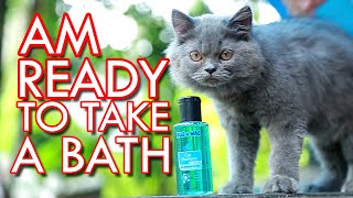 Happy Cat Taking Bath by Nisar Vlogs 3,470 views 3 years ago 2 minutes, 7 seconds