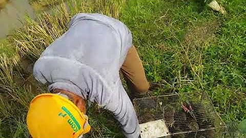 Theo chân sát thủ bắt chuột