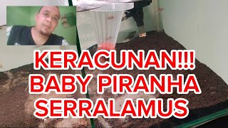 Keracunan Baby Piranha Serralamus Rhombeus