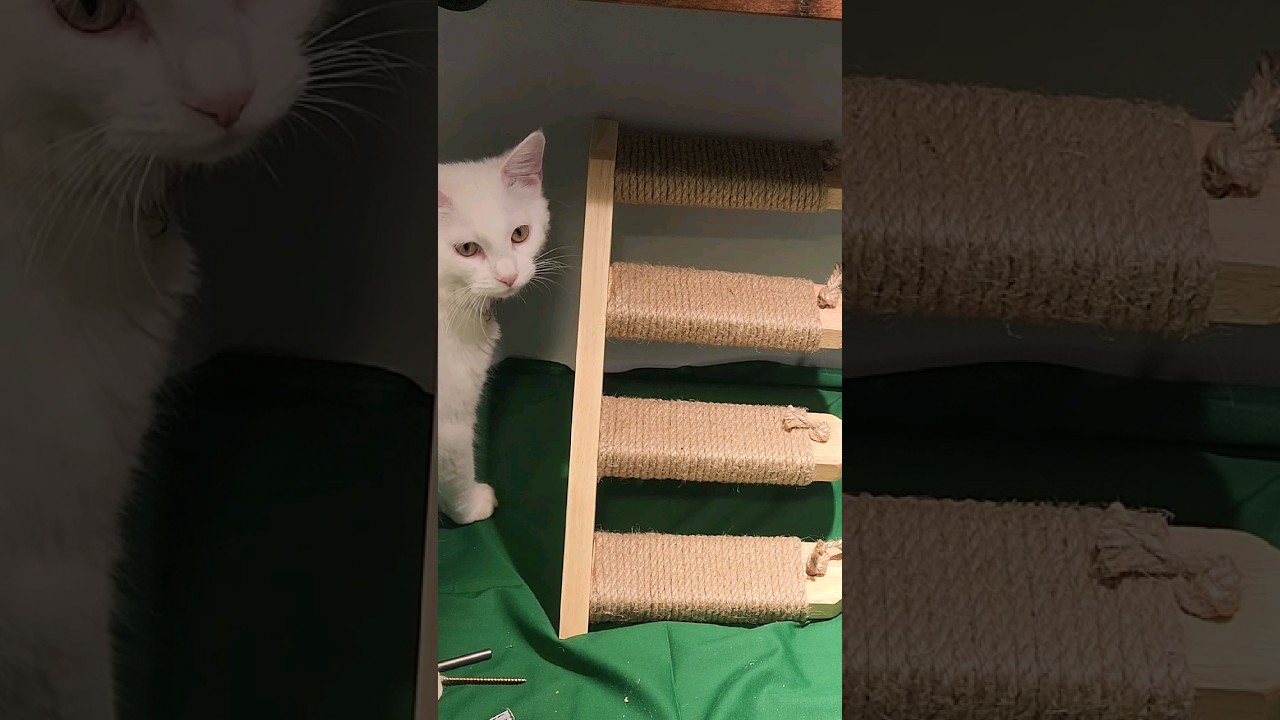 Wall Mount Stairs for Cats 