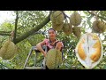 Fresh durian in my homeland - Healthy food