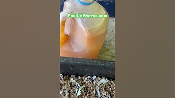 3 FREE Ingredients Make BEST Worm Bedding Ever! #redwigglers #vermicompost #composting #worms