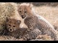 Cute Baby Cheetahs