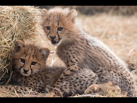 cute cheetah babies