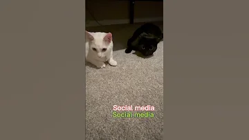 Social Media Influencers 