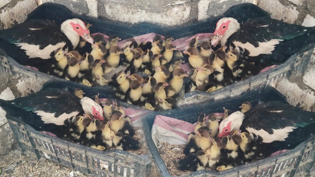 فقس بيض البطة المسكوفي كله وانا وقف بعد ما رشيت معلقه وحده من الكيس ده علي البيض اتصدمت من المنظر 😧😧