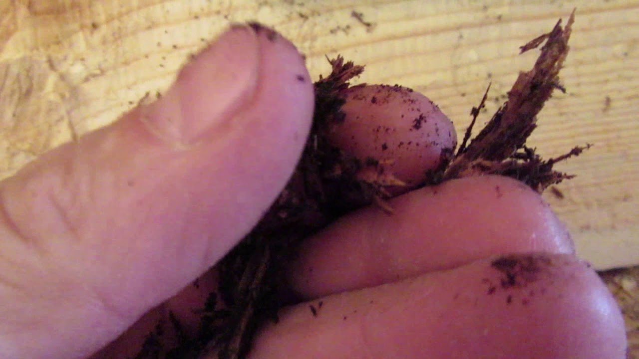 Реставрация сруба или как заменить гнилое, испорченное место на бревне ...