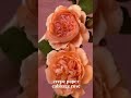 Crepe Paper Cabbage Rose