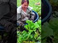 Workers sat in round wooden basins picking water chestnuts in the pond