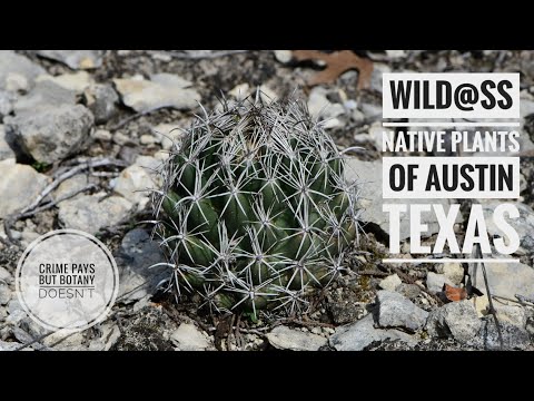 Video: Texas Madrone Care: informācija par Teksasas madrone koku audzēšanu