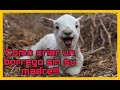 Como criar un cordero 🐏sin su madre🐑