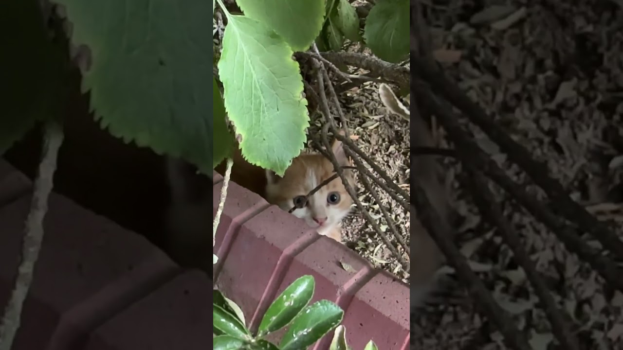 Little cutie 🥰😍hiding kitty 