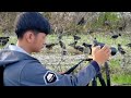 Burung jalak penuhi area persawahan