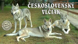 Škola Zvierat - Československý Vlčiak