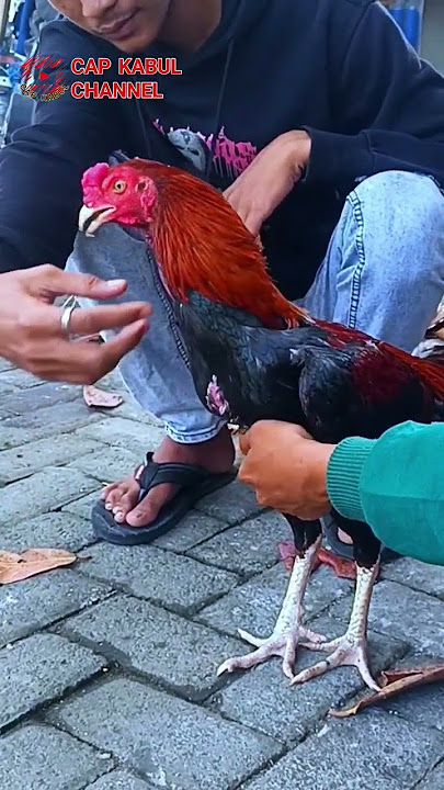 You can really see this carefully, bro. #chicken #animals #funny