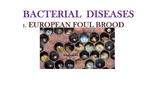 XXII. EUROPEAN FOUL DISEASE / SEM 4 / APICULTURE