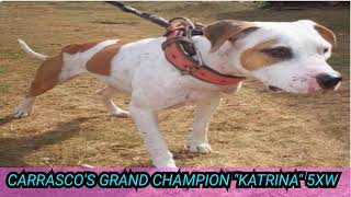 Grand Champion Katrina