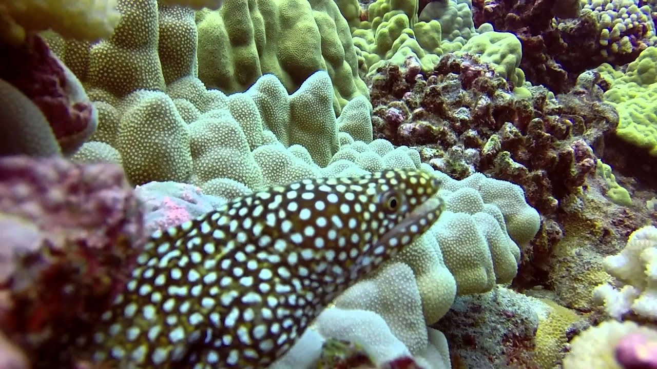 Large Ornate Butterfly Fish Goldring Surgeon Fish Moray Eel Fried
