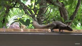 Balinese Squirrel Hides from poisonous spray.