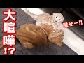 先住猫と新入り子猫の大喧嘩⁉︎泣き声、悲鳴、ヤバい。【赤ちゃん短足マンチカン】