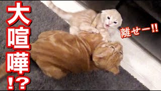 先住猫と新入り子猫の大喧嘩⁉︎泣き声、悲鳴、ヤバい。【赤ちゃん短足マンチカン】