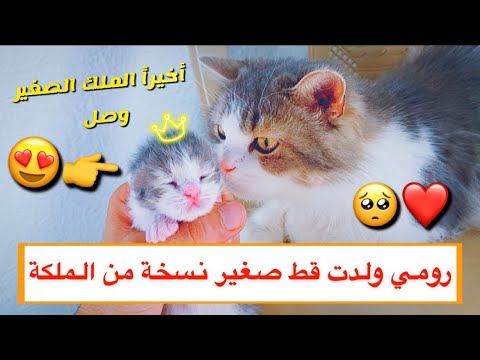 و اخيرا قطه نسخة طبق الاصل من الملكة  