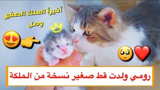 و اخيراً قطه نسخة طبق الاصل من الملكة ️ / Mohamed Vlog