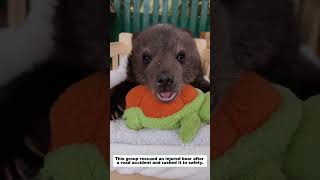This group rescued an injured bear after a road accident and rushed it to safety.