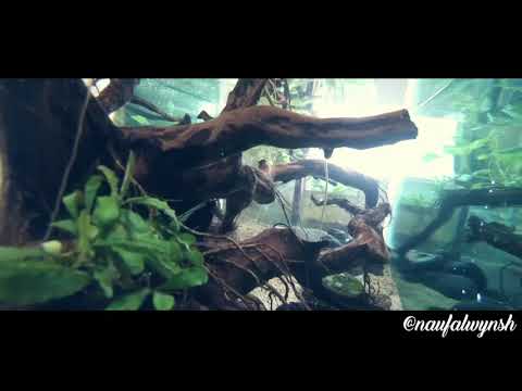 #aquascape-#biotope-#aquariumcorona-aquascape-murah-hasil-karantina-mandiri-covid-19-dirumah..