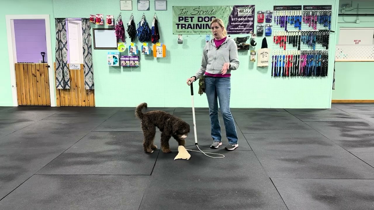 Sterling - Dog Centric Play Benefits and Information. 